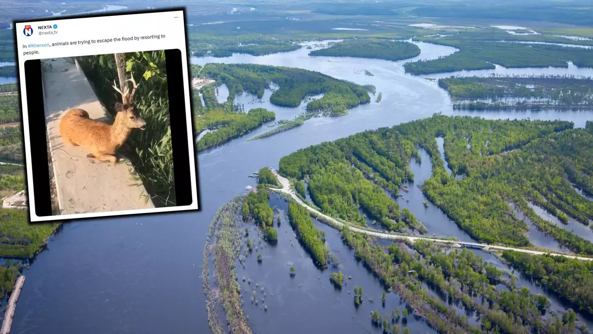 Zniszczenie tamy na Dnieprze to ogromny problem nie tylko dla ludzi, ale i dla zwierząt