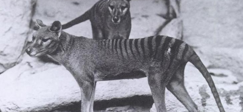 Wilkowór tasmański jednak nie wyginął? Rząd Australii ujawnił dokument