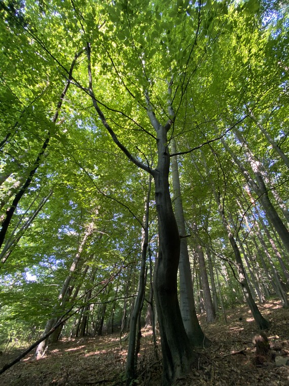 Podczas grzybobrania należy patrzeć nie tylko pod nogi, ale także na drzewa.