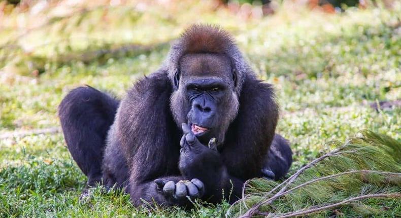 Nigeria’s only 100 Cross River gorillas face extinction. [a-z-animals]