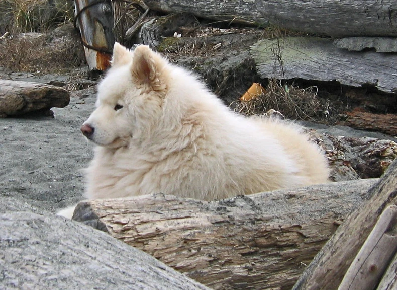Samojed