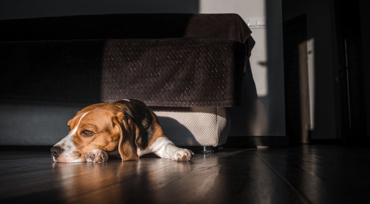 Lehet, hogy depressziós a kutyád? Fotó: Getty Images