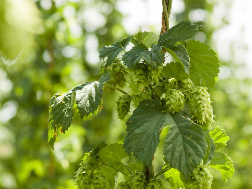 Chmiel zwyczajny Humulus lupulus pędy szyszki chmielu Hops,Farm,In,Palisade,,Colorado.,Hops,Are,Used,Primarily,As