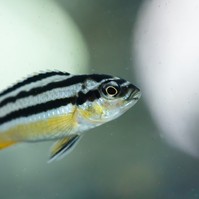Zebrahal és egy gyulladást szabályozó molekula segíthet a sérülések gyógyításában
