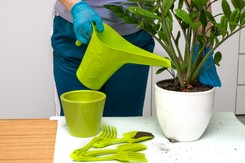 Rozpuść łyżeczkę w szklance wody i podlej zamiokulkasa. Będzie rósł jak szalony