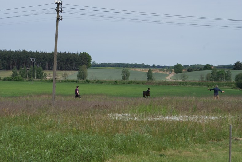 Koń został złapany na jednym z pól w Kuźnicy Skakawskiej