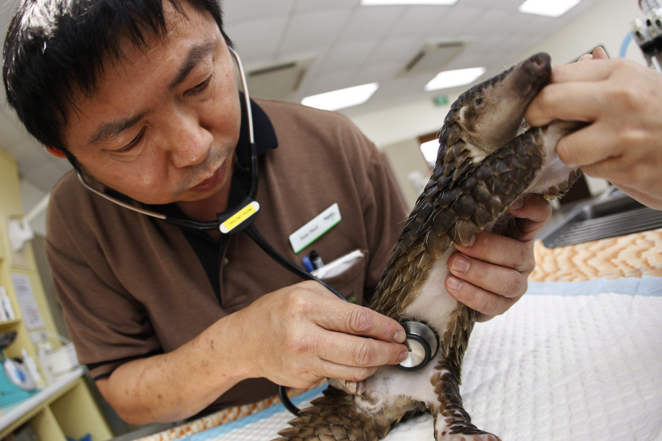 SINGAPORE FEATURE PACKAGE ZOO VETERINARIANS
