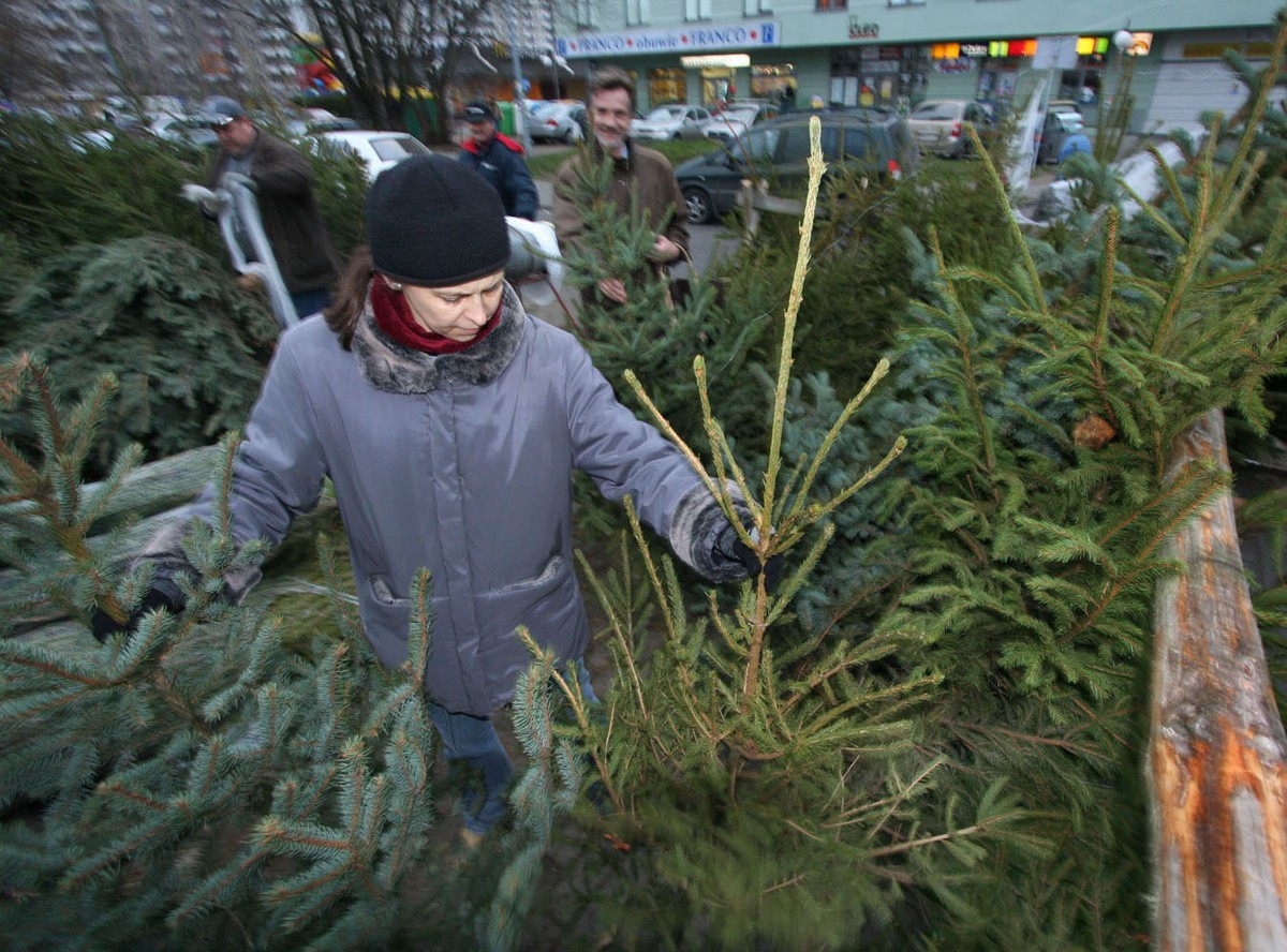Może zabrakną choinek na święta