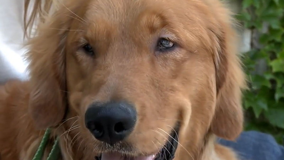 Kanga to Golden Retriver, który (prawdopodobnie ze względu na ślepotę) został porzucony przez poprzednich właścicieli.