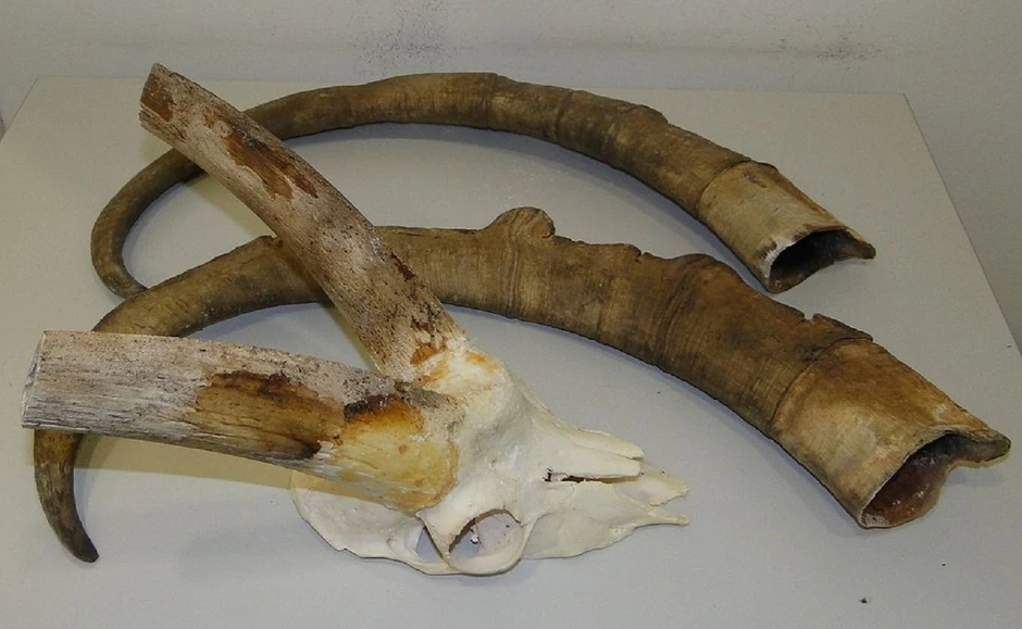 Rogovi retkog kozoroga