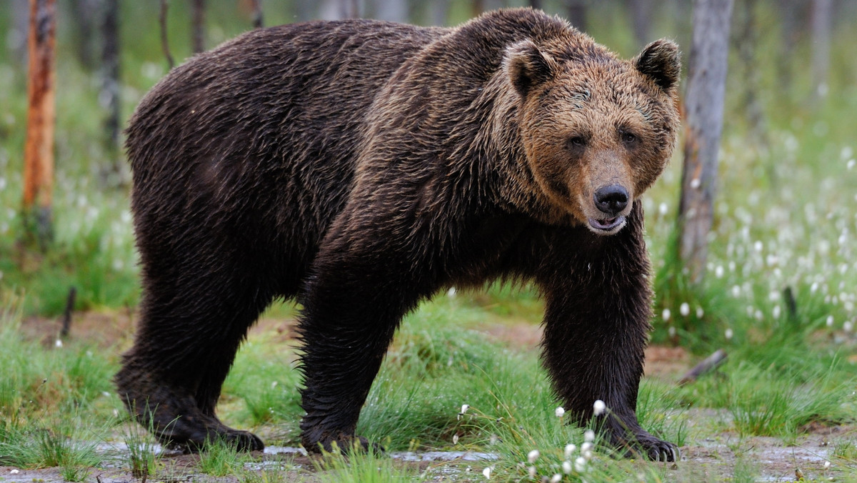 USA: Sklepowe półki rabował niedźwiedź [WIDEO]