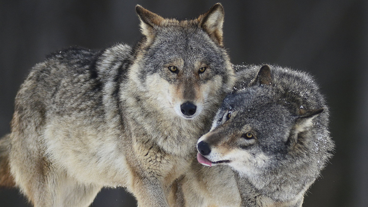 Wójt gminy Warlubie zamieścił na internetowej stronie urzędu gminy ostrzeżenie przed wilkami. Radzi, by na noc nie zostawiać zwierząt na polach i uważać podczas pobytu w lasach.