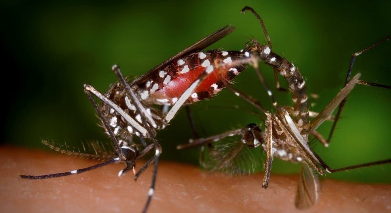 A pair of Aedes albopictus mosquitoes are seen during a mating ritual while the female feeds on a blood meal in a 2003 image from the Centers for Disease Control (CDC). REUTERS/Centers for Disease Control/James Gathany/