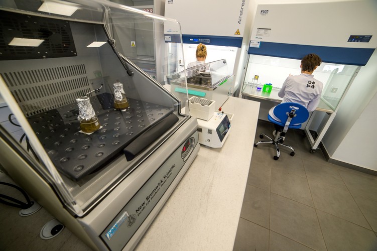 Proces technologiczny przebiega w ten sposób, że śruta trafia do bioreaktorów, w których odbywa się sterylizacja i dezynfekcja, a potem następuje zaszczepianie odpowiednimi dawkami bakterii. Później następuje produkcja właściwa, ekstrakcja i wyizolowanie surfaktantów.

<br>(PAP) rau/ mhr/
<br><br> fot. (tż/zuz) PAP/Tytus Żmijewski