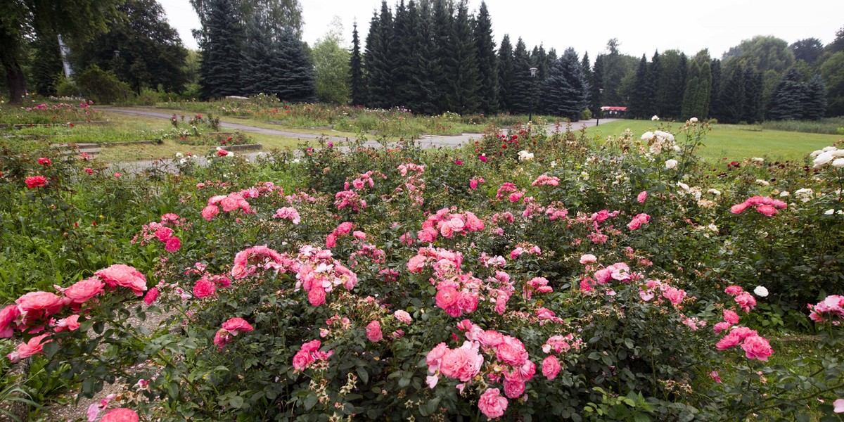 Rosarium w parku Sląskim 