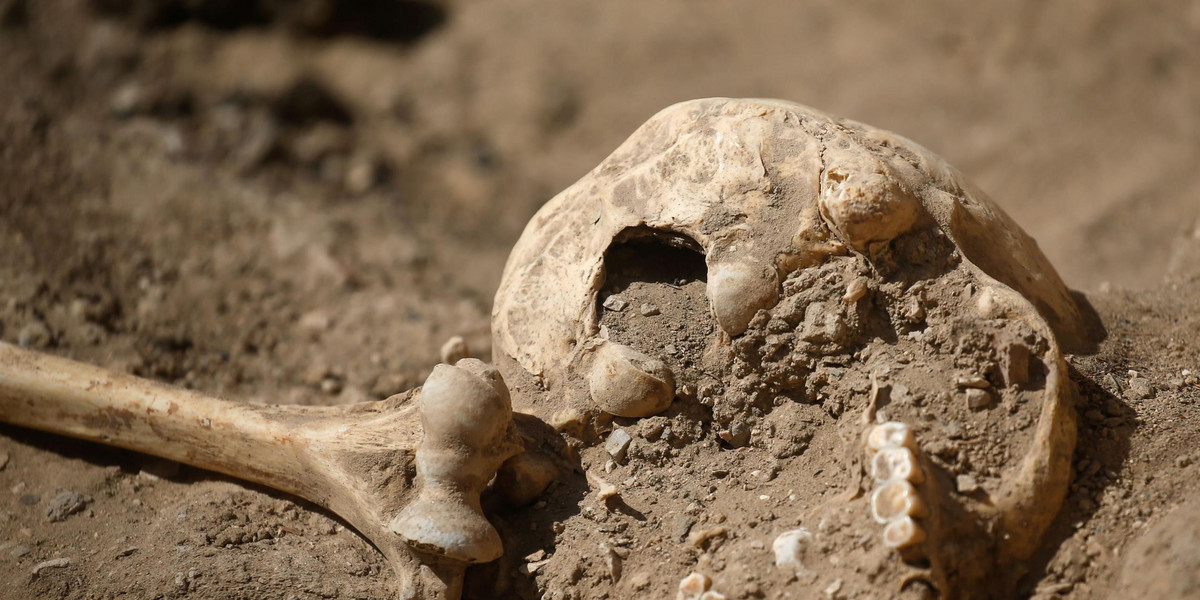 Luzino. Odkryto około 450 szczątków ludzkich. Praktyki antywampiryczne.