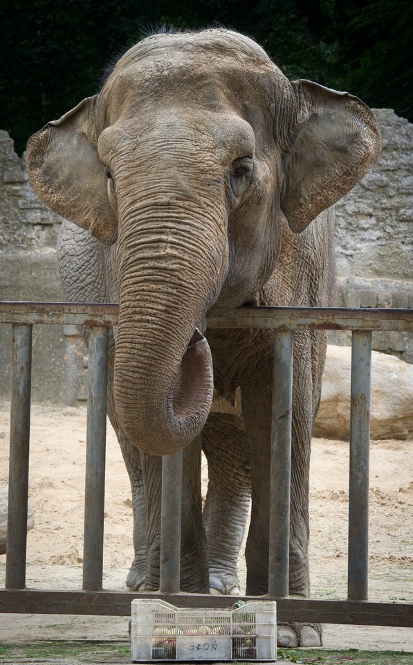 Łódzkie zoo ma nowych mieszkańców