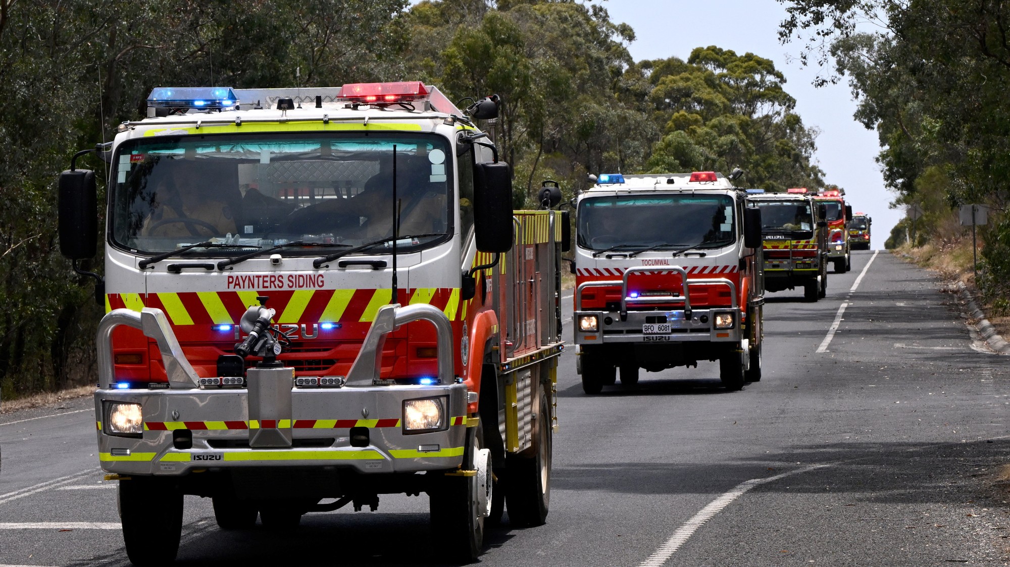 Hasiši v Austrálii.