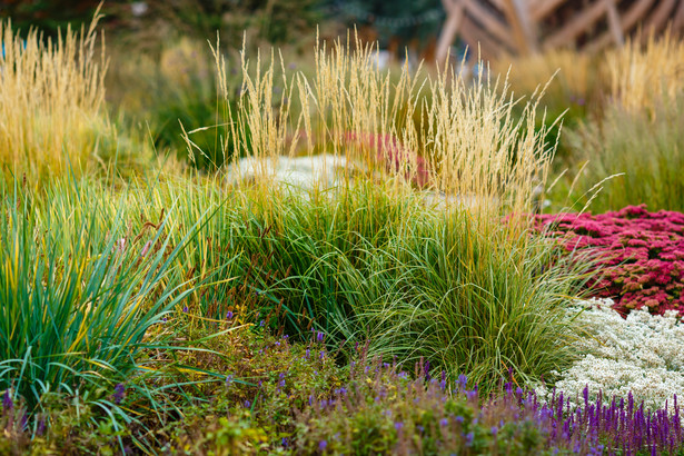 Masz w ogrodzie miskanty albo ostnicę? Sprawdź, jak przyciąć trawy ozdobne na wiosnę