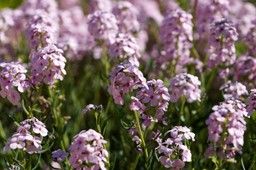 ten kwiat urośnie nawet na nieurodzajnej glebie i żwirze. zobacz galerię zdjęć