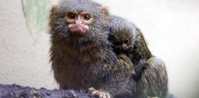 Urodziła się najmniejsza małpka świata!