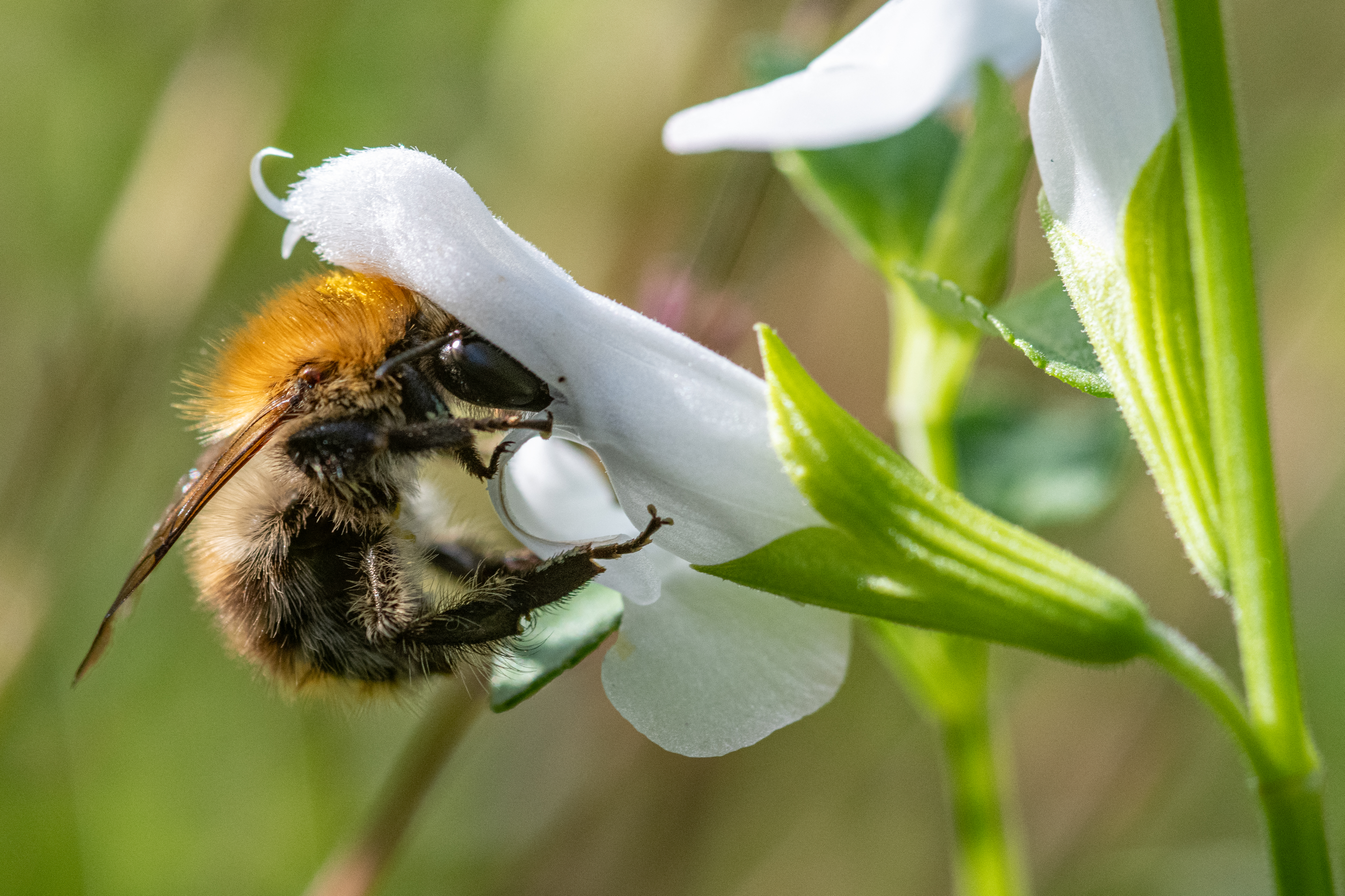 Wild bee extinction risk doubles in Europe over decade