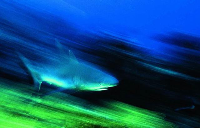 Galeria Papua Nowa Gwinea - podwodny świat, obrazek 4