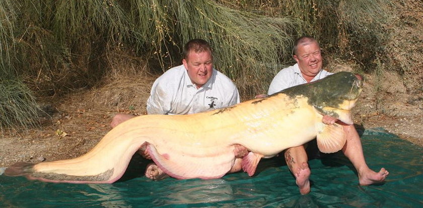 Złowił gigantycznego suma albinosa. Omal nie zginął