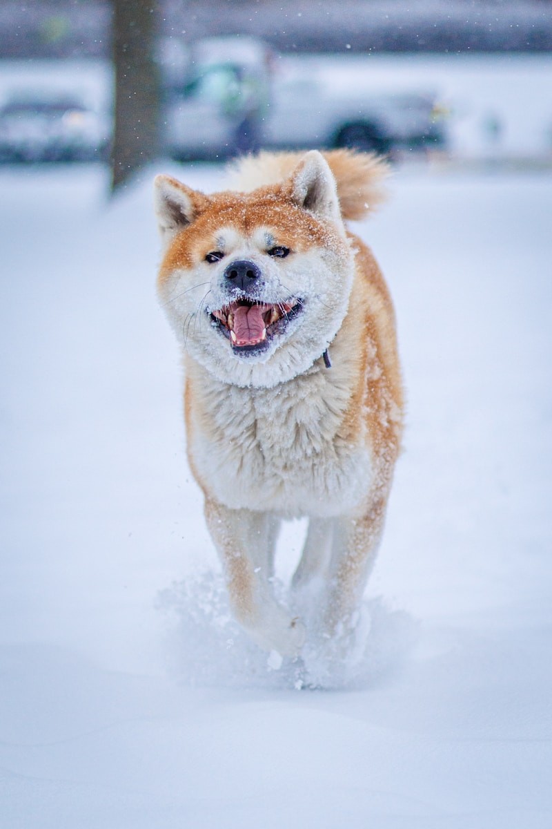 Akita.