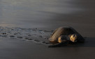 Żółwie oliwkowe składały jaja na plaży w Nikaragui