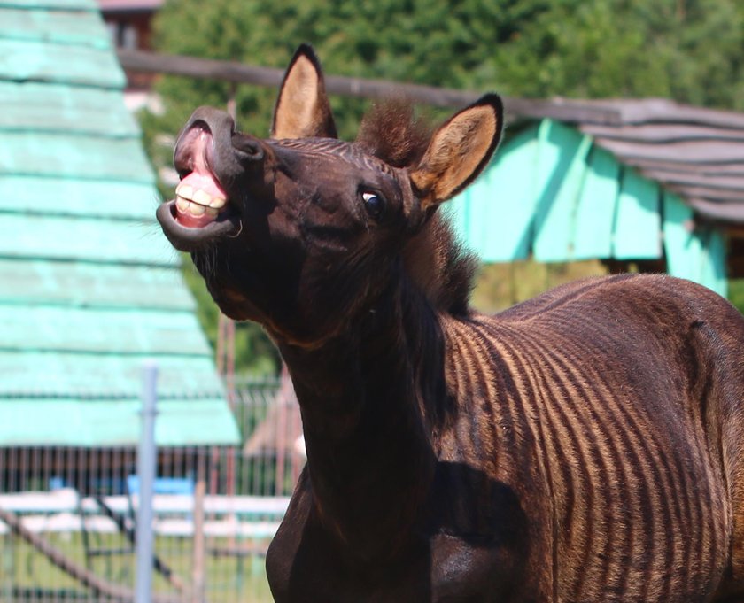 Zebruś to pół koń pół zebra