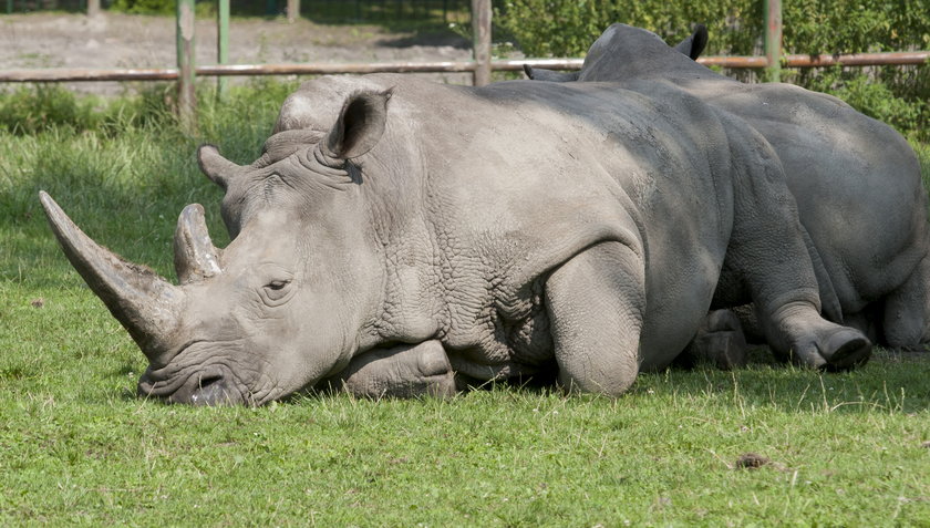 Sjesta w śląskim zoo