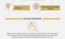 Borelioza w Polsce. Gdzie najwięcej przypadków? [INFOGRAFIKA]