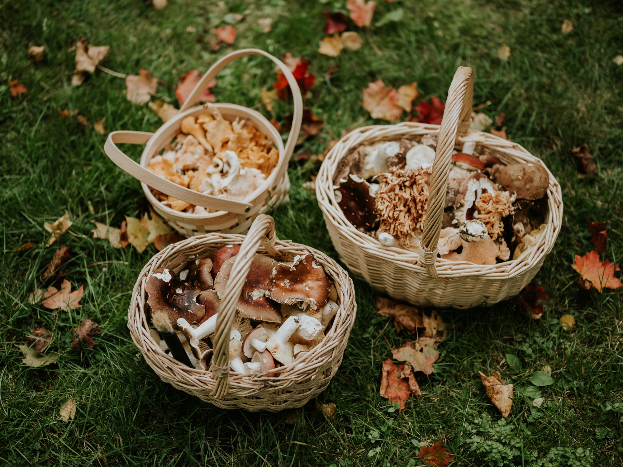 Slováci sa radi chvália hubárskymi úlovkami. (ilustračné foto)