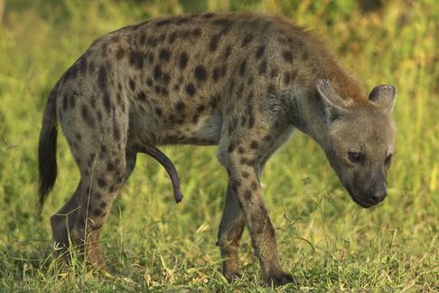 Cętkowana hiena jest jedną z najbardziej agresywnych samic, przewodzi stadu. Jej organizm produkuje dużo testosteronu.