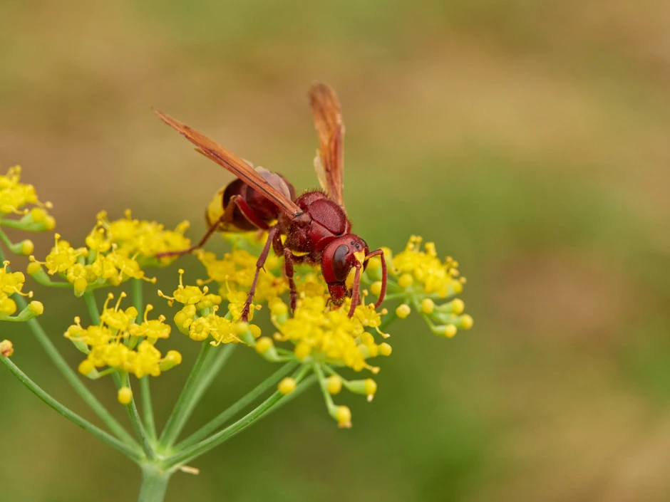 orijentalni stršljen