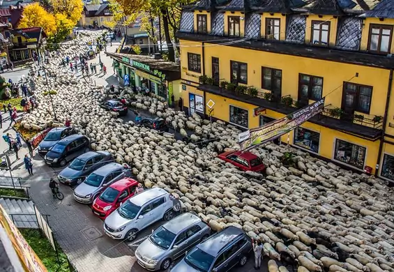 W górach "korki" wyglądają lepiej. Co stado 2 tys. owiec robiło na ulicach polskiego miasta?