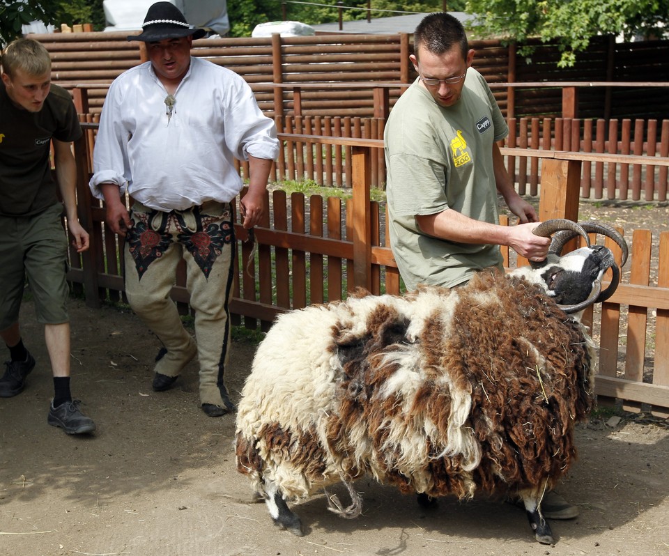 CHORZÓW ZOO STRZYŻENIE OWIEC