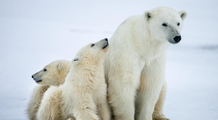 Elszomorító videót készített a jegesmedvék helyzetéről egy fotós