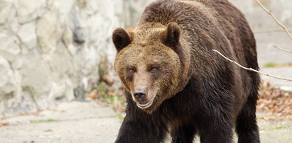 Niedźwiedź prawdopodobnie nie zabił 61-latka z Olszanicy