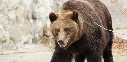 Niedźwiedź prawdopodobnie nie zabił 61-latka z Olszanicy