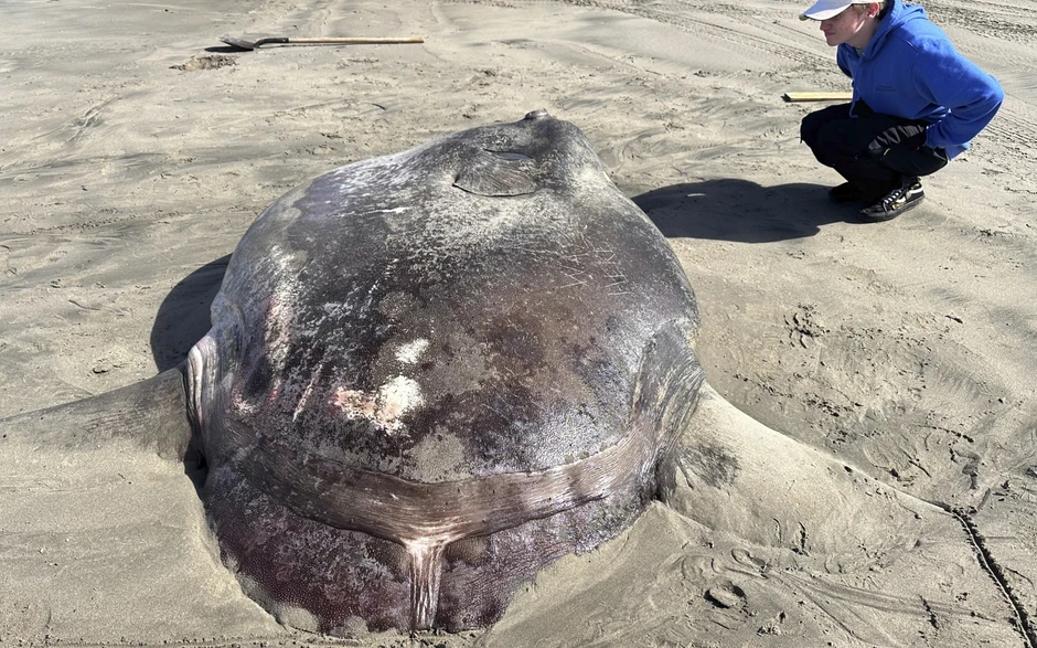 Retka riba na plaži u Oregonu