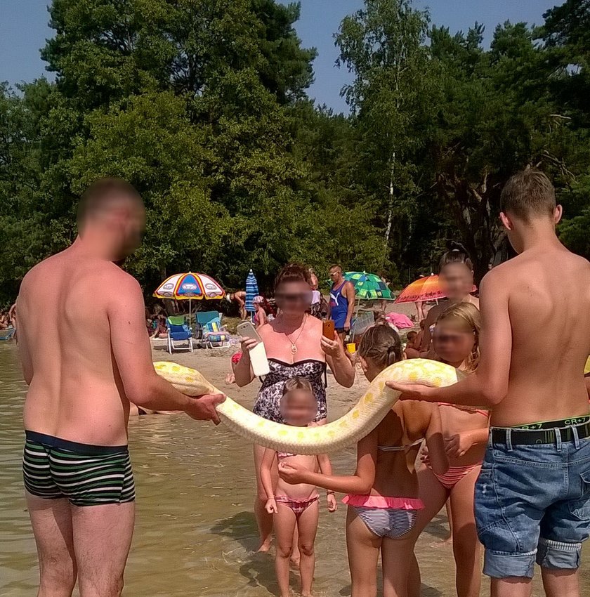 Pyton na plaży