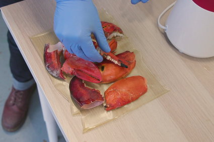 Bioplastik z pancerzy homarów. Ten startup znalazł sposób na restauracyjne odpadki
