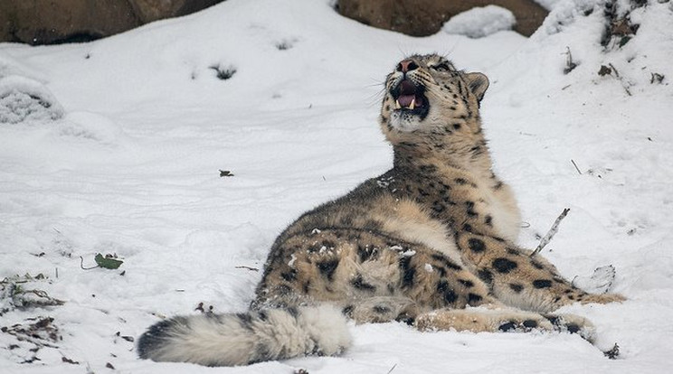 A Nyíregyházi Állatpark hópárduca
kiélvezi az utolsó hófűrdőket kifutóján