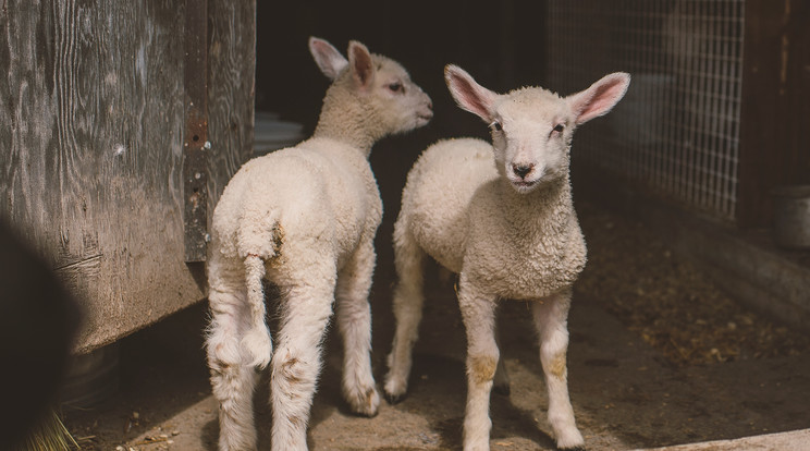 A bárányok testében
őssejt segítené /Fotó: AFP