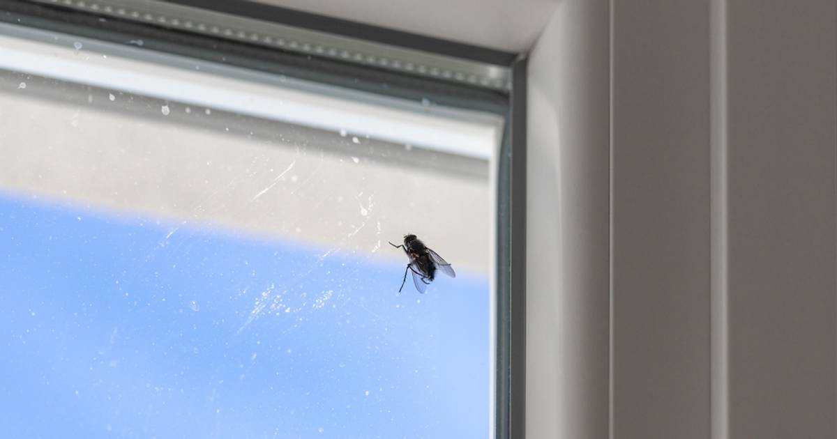 Nie szklanka i nie packa. Ten trik na muchy podbija internet