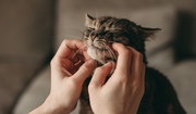 Prof. Rzymski: ptasia grypa u kotów domowych zagraża nie tylko kociarzom
