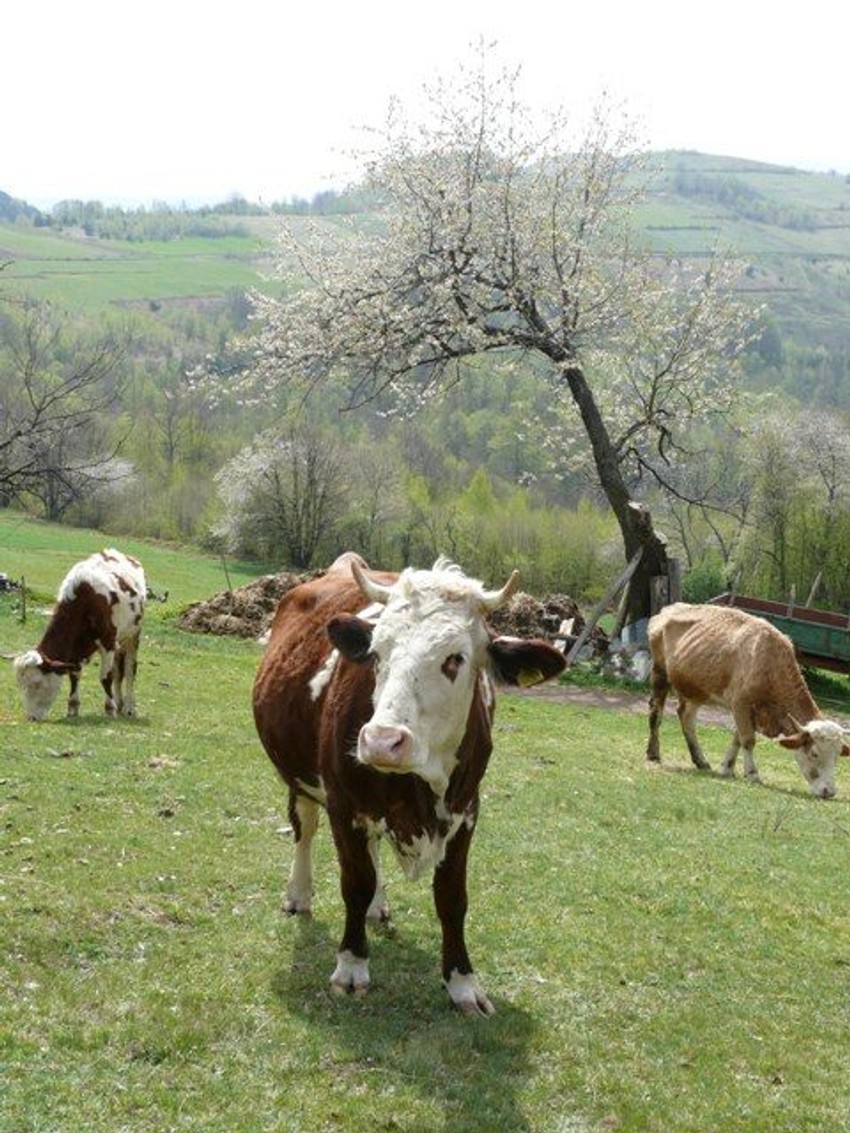 Ovo je bila prilika i da se deca uživo upoznaju sa domaćim životinjama