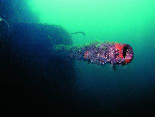 Galeria Szkocja - Scapa Flow - podwodny świat, obrazek 6